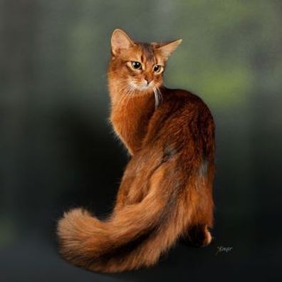 Image result for mottled ginger cat